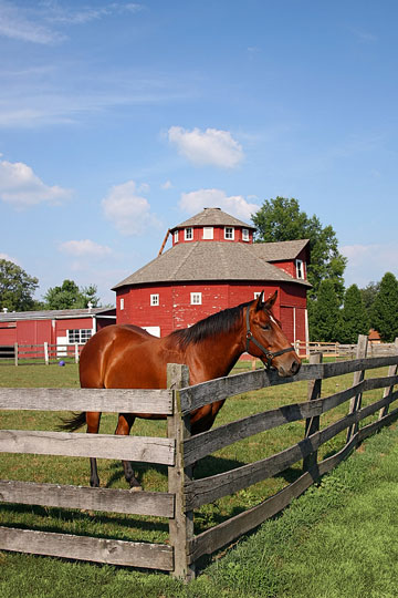 round horse barn and horse
